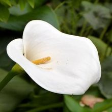 黄花水芭蕉（キバナミズバショウ）　