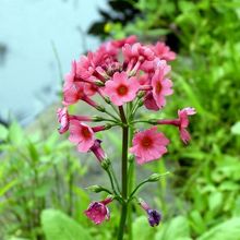 九輪草（クリンソウ）　