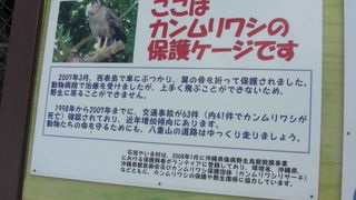 保護されているカンムリワシさん！