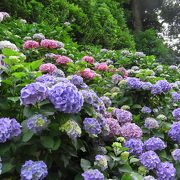 紫陽花の時期が特におすすめ