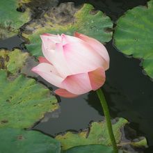 蓮の花が咲いていました