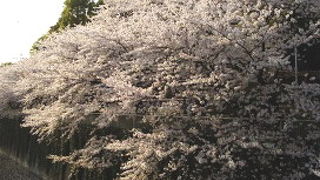 駅近、桜の季節はおすすめ