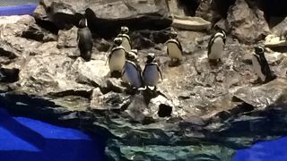 ペンギンに癒される空間