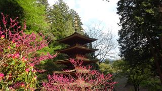 しゃくなげがいっぱい