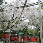 早咲きの枝垂れ桜。今年も満開。