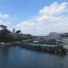 桜の植林工事中。