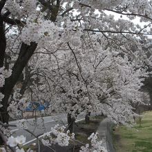 桜並木です。