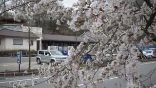 河口湖の南岸にあり、桜が綺麗でした。