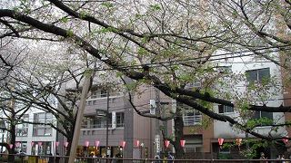 目黒川沿いの桜街道