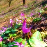 カタクリや八重桜がきれい　海を見下ろす公園