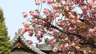 ぼたんはまだ咲いていなかった