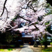 4月は桜咲く　総欅造り権現造り嘉永二年（一八四九年）造