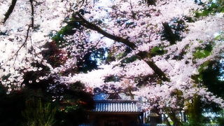 4月は桜咲く　総欅造り権現造り嘉永二年（一八四九年）造