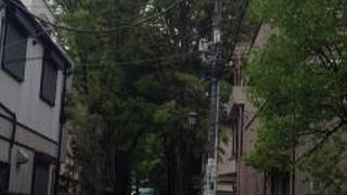 趣のある並木道