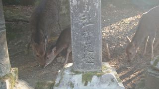 三が日は人だかり