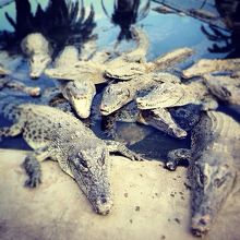 ワニも居ます、地獄には。