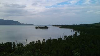 マングローブ群生