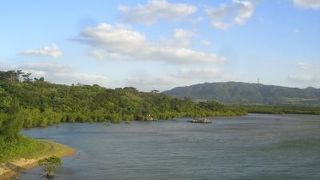 マングローブ林