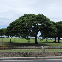 モンキーポッド