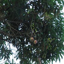 普通にマンゴウがなっている