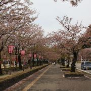 桜の名所