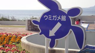 大きいカメさんいました。