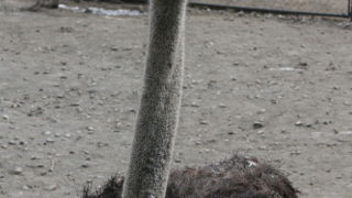 ダチョウがいました。