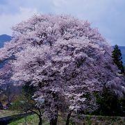 新御所桜がきれい