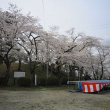桜の中の古墳