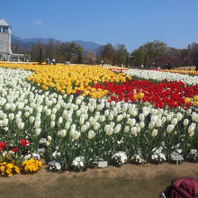 色とりどりのチューリップがきれい！