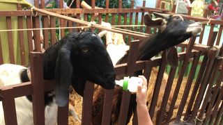 ヤギがいました。