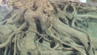 埋没林が水中に保存展示されています。
