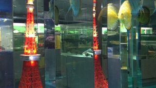 怖い魚がいっぱいでした。