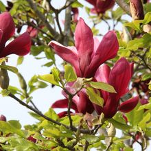 こんな花も咲いてます。