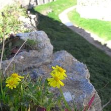 花…ロボット兵が摘みそう。