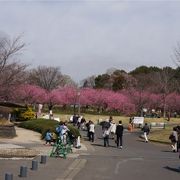 とても広い公園 桃の花の季節が一番