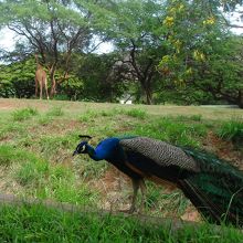 間近に孔雀、そしてキリン