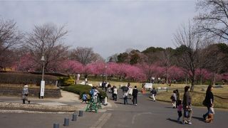 とても広い公園 桃の花の季節が一番