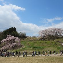 遠巻きに見える姿もまた美しきかな。