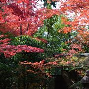 紅葉の露地庭園を眺めながら且座喫茶