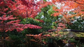 紅葉の露地庭園を眺めながら且座喫茶