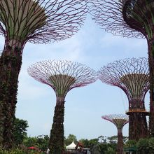 スーパーツリー☆