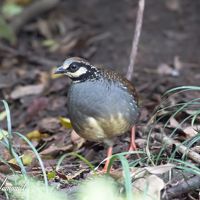 施設でｈないけど、この宿のハイドから撮影したミヤマテッケイ
