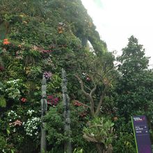 よく見るといろんなお花が咲いてる〜