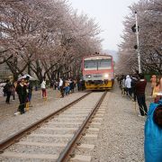 桜と列車が絵になります