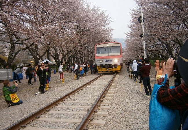 桜と列車が絵になります