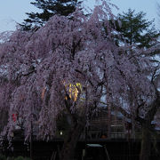 黒塀と淡い枝垂桜の調和