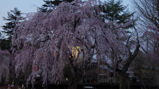 黒塀と淡い枝垂桜の調和