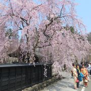 武家屋敷の黒壁を背景に咲き誇る