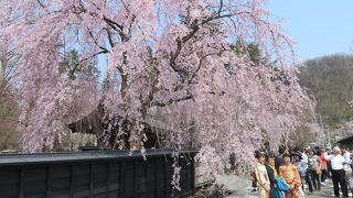 武家屋敷の黒壁を背景に咲き誇る